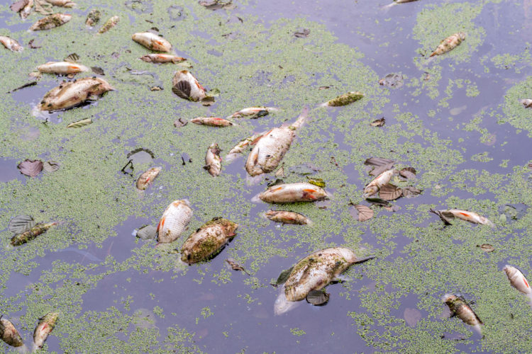 Ein großes Fischsterben in Wolgast beschäftigt momentan Behörden und Ämter.