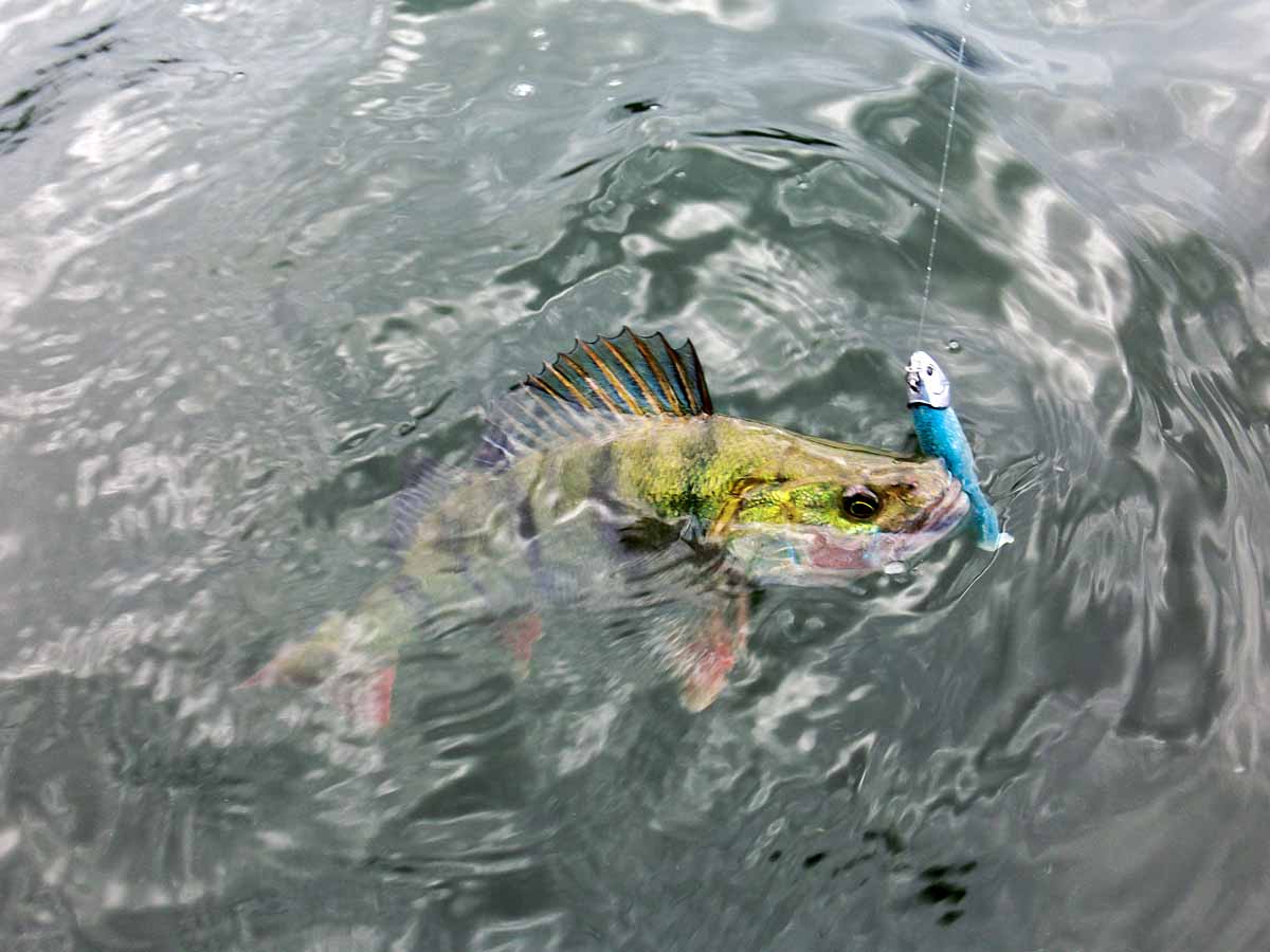 Beachtet ihr diese Tipps, klappt es auch mit den Fischen im Möhnesee. Foto: Blinker