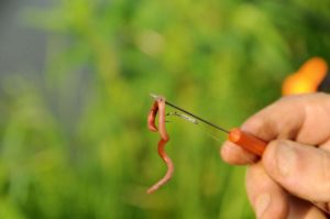 Als nächstes schiebt man mit der Ködernadel den Push-Stop einmal durch den Wurm