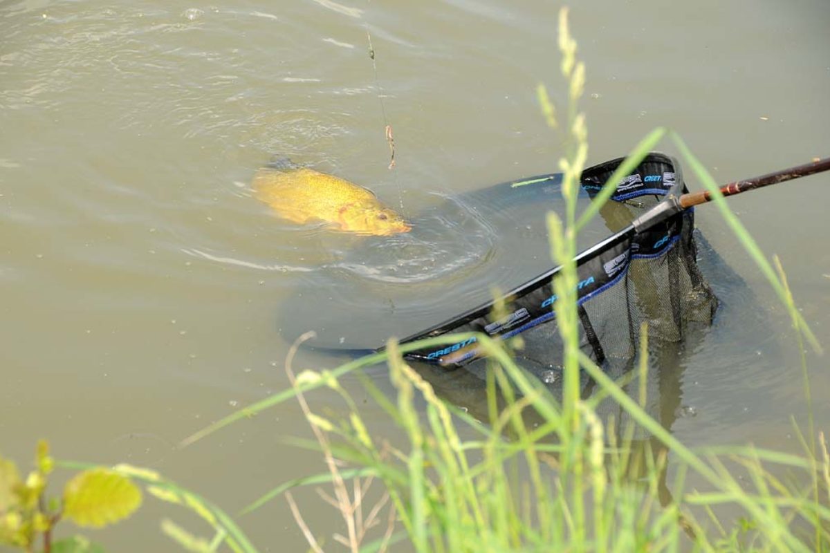 Noch kämpft die Schleie, aber gleich landet sie im Kescher. Mit dem richtigen Futter für Schleien kann man am Wasser wahre Sternstunden erleben.