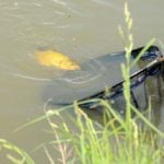 Noch kämpft die Schleie, aber gleich landet sie im Kescher. Mit dem richtigen Futter für Schleien kann man am Wasser wahre Sternstunden erleben.