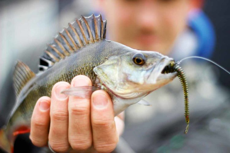 Beim leichten Streetfishing kommen dieselben Köder zum Einsatz, wie beim normalen Spinnfischen – nur alles deutlich leichter Foto: Foto: ESOX/Nathan Wattinema