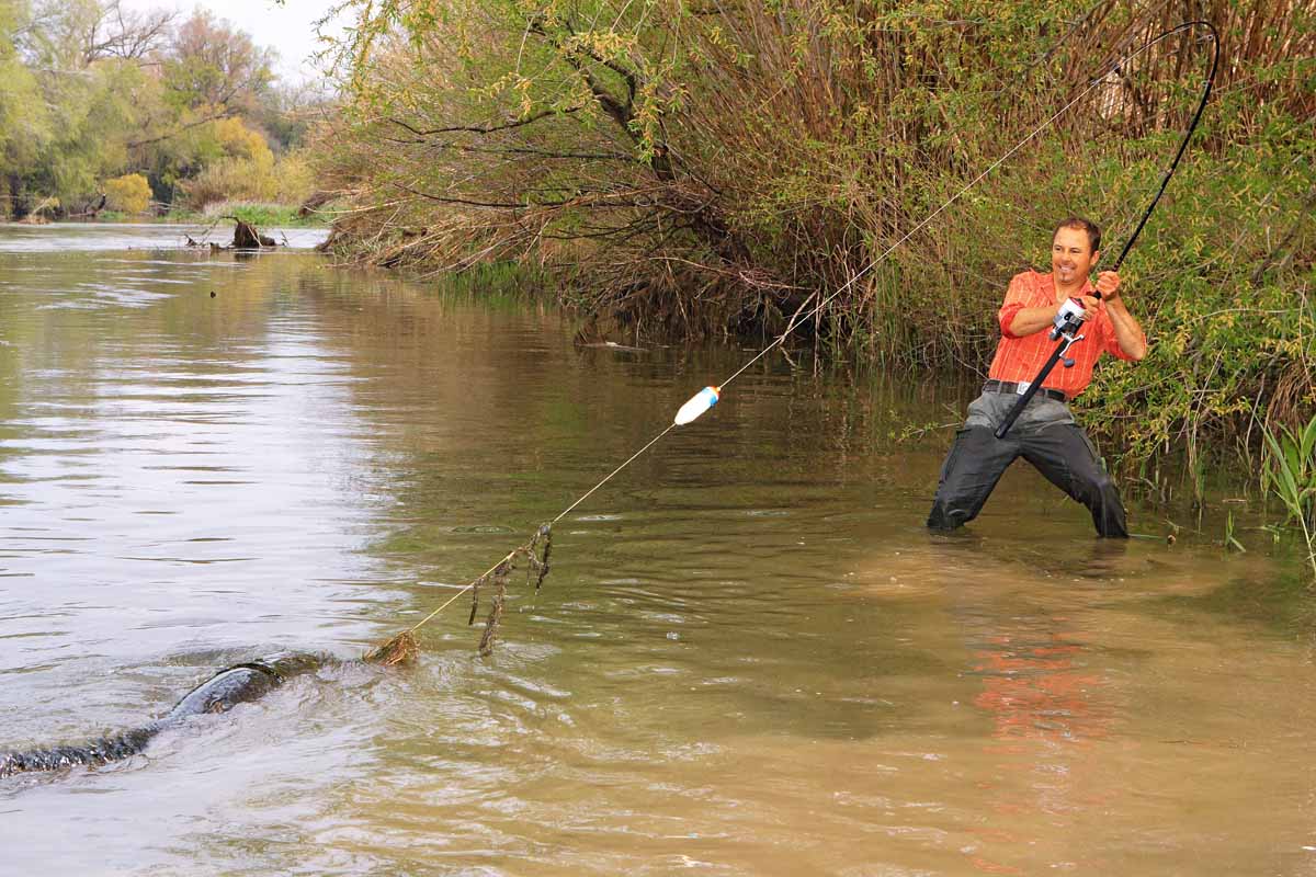 Ist das Wasser trüb genug, sind beim Welse fischen auch am Tag knallharte Drills möglich. Foto: Blinker/O.Portrat