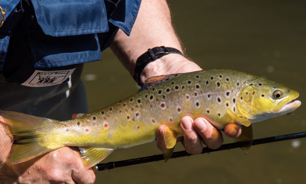 Eine schöne Bachforelle! Kurze Würfe sind das Erfolgsrezept beim Fliegenfischen in solch schwierigen Gewässern. Die Fische stehen hier in den „Taschen“, also in Bereichen mit geringer Strömung.