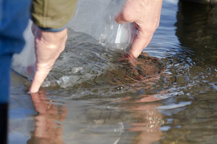 Die Fische aus dem Aalbesatz in Hamburg und Bremen stammen wurden vor der französischen und englischen Atlantikküste gefangen.