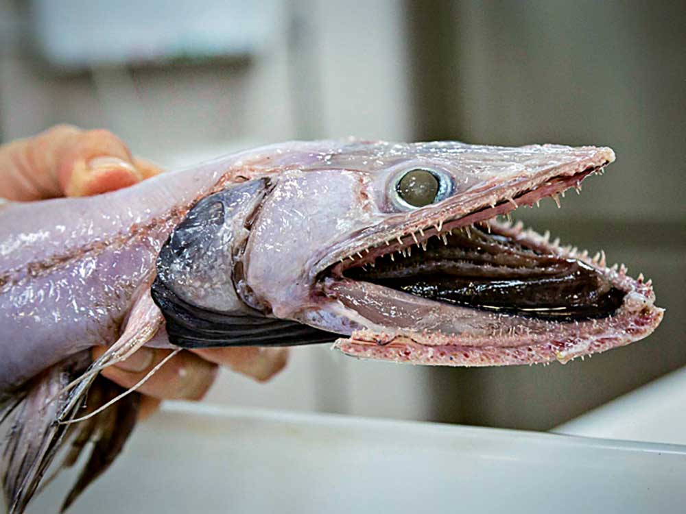 Wir wissen mehr über den Mond als über die Tiefsee. Dabei leben dort unten im Meer ebenso bizarre wie faszinierende Tiere.