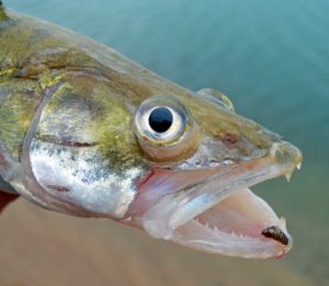 Fische stehen mächtig unter Druck – unter Wasserdruck. Das kann ihnen in bestimmten Situationen auch zum Verhängnis werden, denn es droht die sogenannte Trommelsucht.