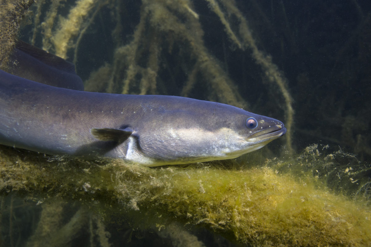 Es gibt wieder mehr Aale im Rhein, wie eine Auszählung von Biologen ergeben hat.