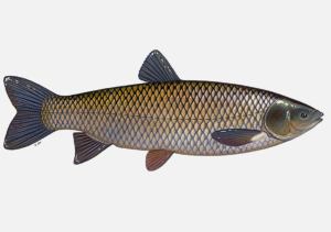 Graskarpfen können bis zu 1,30 Meter lang werden und sind im Sommer sehr aktive Fische. 