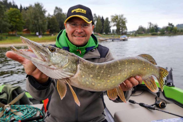 Unterm Steg stand er. Dem vor seiner Nase herumtanzenden Fisch am Drop-Shot für Hecht konnte er nicht ewig widerstehen. Foto: Blinker/Peer Kustermann