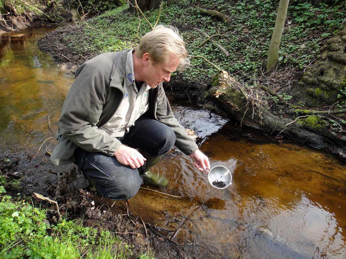 Bereits 2013 besetzte Frank Schlichting zahlreiche Meerforellen in der Alster. Es ist möglich, dass der ausgewachsene Fisch aus diesem Besatz stammt. Foto: F. Schlichting