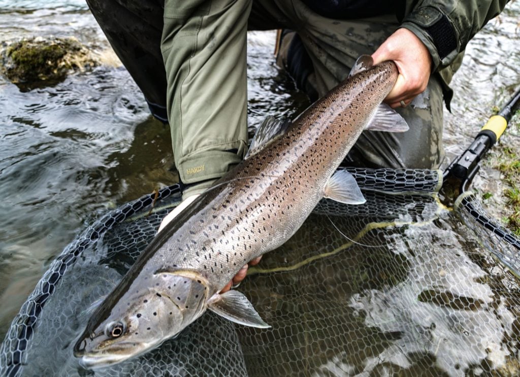 Ein schöner Huchen, gefangen beim Spinnfischen, wird zurückgesetzt. Das Mindestmaß liegt in Bayern bei 90 cm, einige Vereine erhöhen dieses freiwillig auf 100 cm.