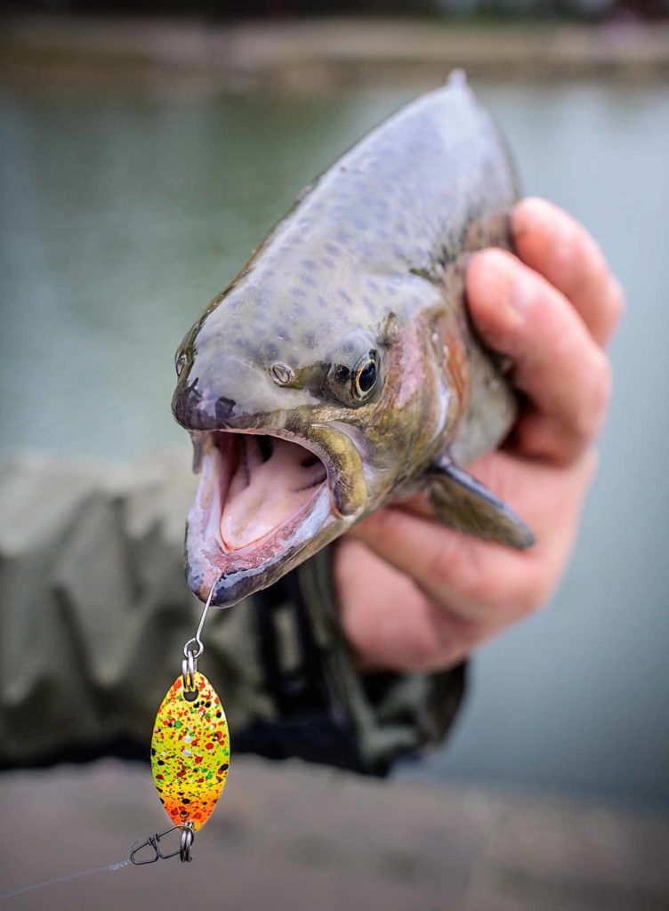 Frisch eingesetzte Fische reagieren auf farbenfrohe, auffällige Muster. Haben sie sich akklimatisiert, sind gedeckte Farben vorzuziehen. Foto: W. Krause