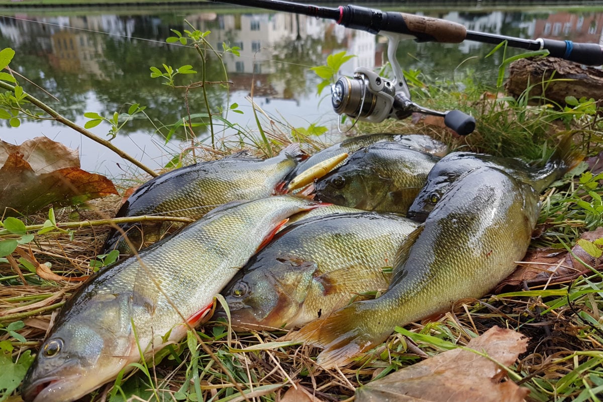 Barschangeln – kann doch jeder! Aber wie überlistet man die richtig großen Fische? Fiete Meyer gibt euch ein paar Tipps! Foto: R. Schwarzer