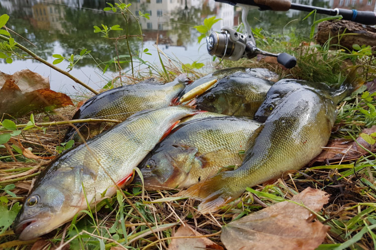 Barschangeln – kann doch jeder! Aber wie überlistet man die richtig großen Fische? Fiete Meyer gibt euch ein paar Tipps! Foto: R. Schwarzer