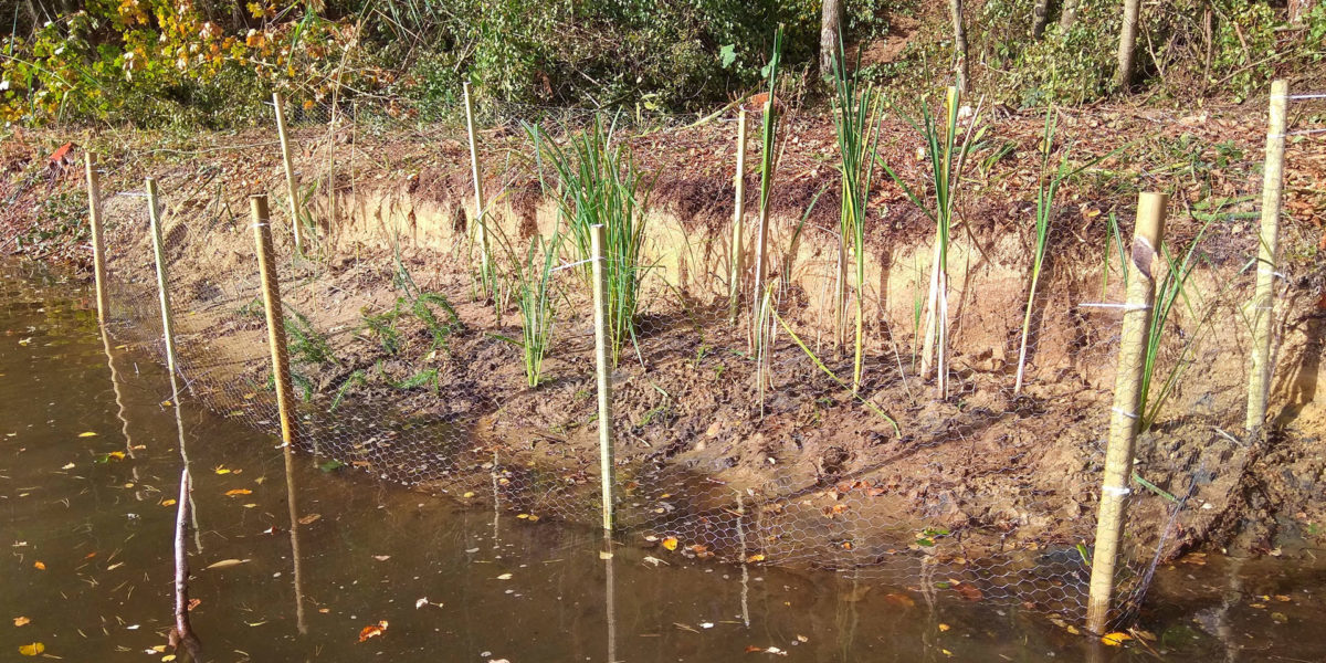 Die Umzäunungen wurden mit Schilf, Wasserknöterich und weiteren Gewächsen bepflanzt. Foto: Gut Fang Bielefeld e.V.