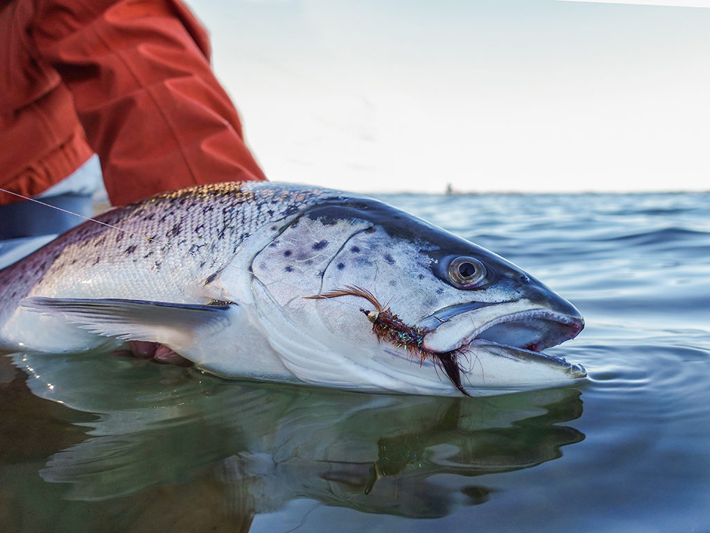 Unsere Redakteure hatten Glück: Sie waren genau zur Ringelwurmzeit da – die leckeren Happen locken auch richtig große Fische ans Ufer. Foto: BLINKER / F. Pippardt