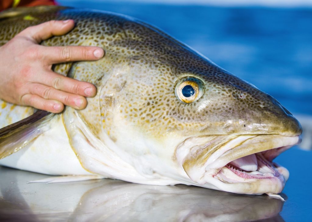 Der Skrei kann groß werden, sehr groß sogar. Der Vergleich zur Männerhand lässt dies erahnen. Foto: M. Arnham