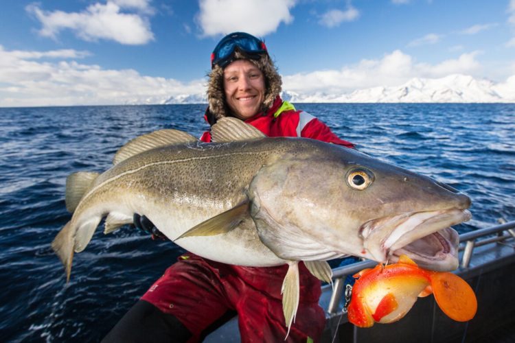 Großer Köder, großer Fisch. Diese Rechnung geht beim Skrei in der Regel auf, denn diese großen Dorsch jagen im Freiwasser andere Fischarten. Foto: M. Arnham