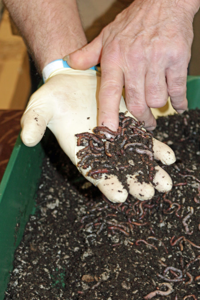 Frische Ware. Die Dendrobenas vom Niederrheinischen Wurmversand gibt es in drei unterschiedlichen Größen.