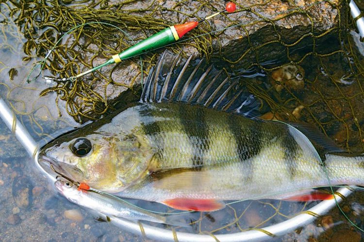 Da in niedersächsischen Flüssen viele Fische stark mit PFOS belastet sind, wird jetzt von häufigem Verzehr der Fische abgeraten.