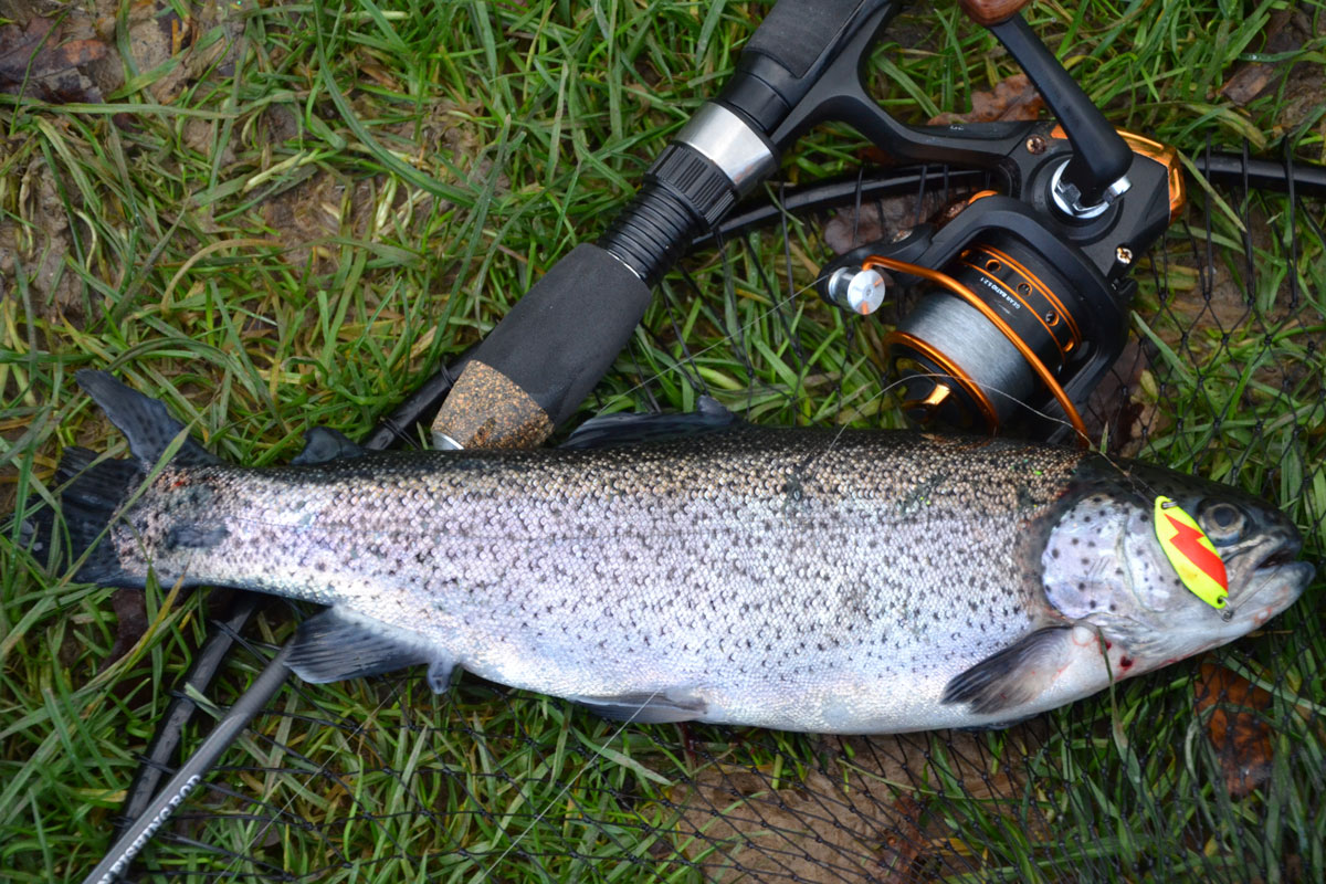 Auch diesmal gilt es wieder, den Fisch möglichst genau zu schätzen. Wie viel mag diese Forelle wohl wiegen? Foto: D. Schröder