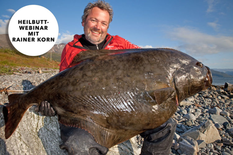 Sind auch Sie von den Giganten der Nordmeere fasziniert? Dann ist das Webinar „Die Königsklasse: Spinnfischen auf Heilbutt“ genau das Richtige für Sie! Foto: R. Korn