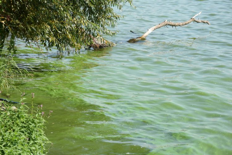 Massen von Blaualgen, auch Cyanobakterien genannt, sind schlecht für die Wasserqualität, da sie dem Gewässer Sauerstoff entziehen und Giftstoffe bilden können.