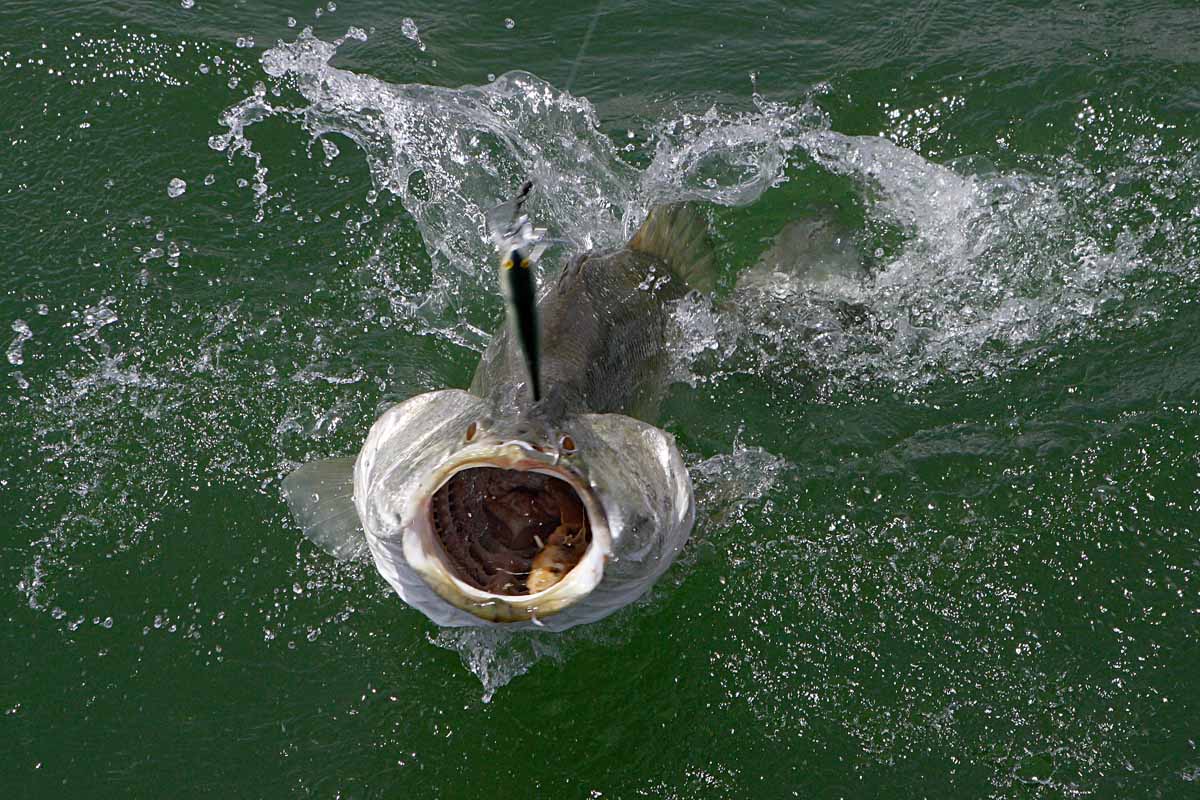 Berüchtigt sind die Sprünge der Nilbarsche unmittelbar vor der Landung am Boot. Dabei besteht durchaus Verletzungsgefahr für den Angler!