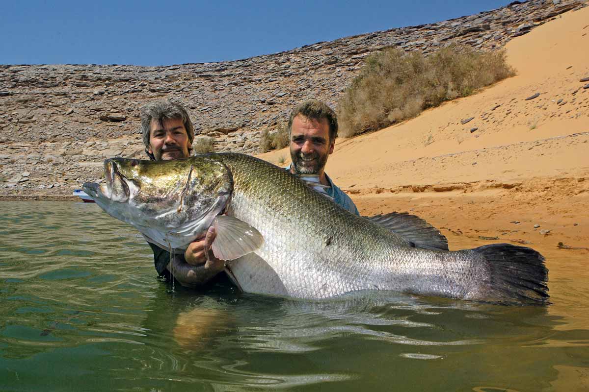 Aus unbekannten Gründen hat die Zahl solcher kapitalen Nilbarsche abgenommen. Dennoch ist der Lake Nasser die beste Adresse für diese Giganten.