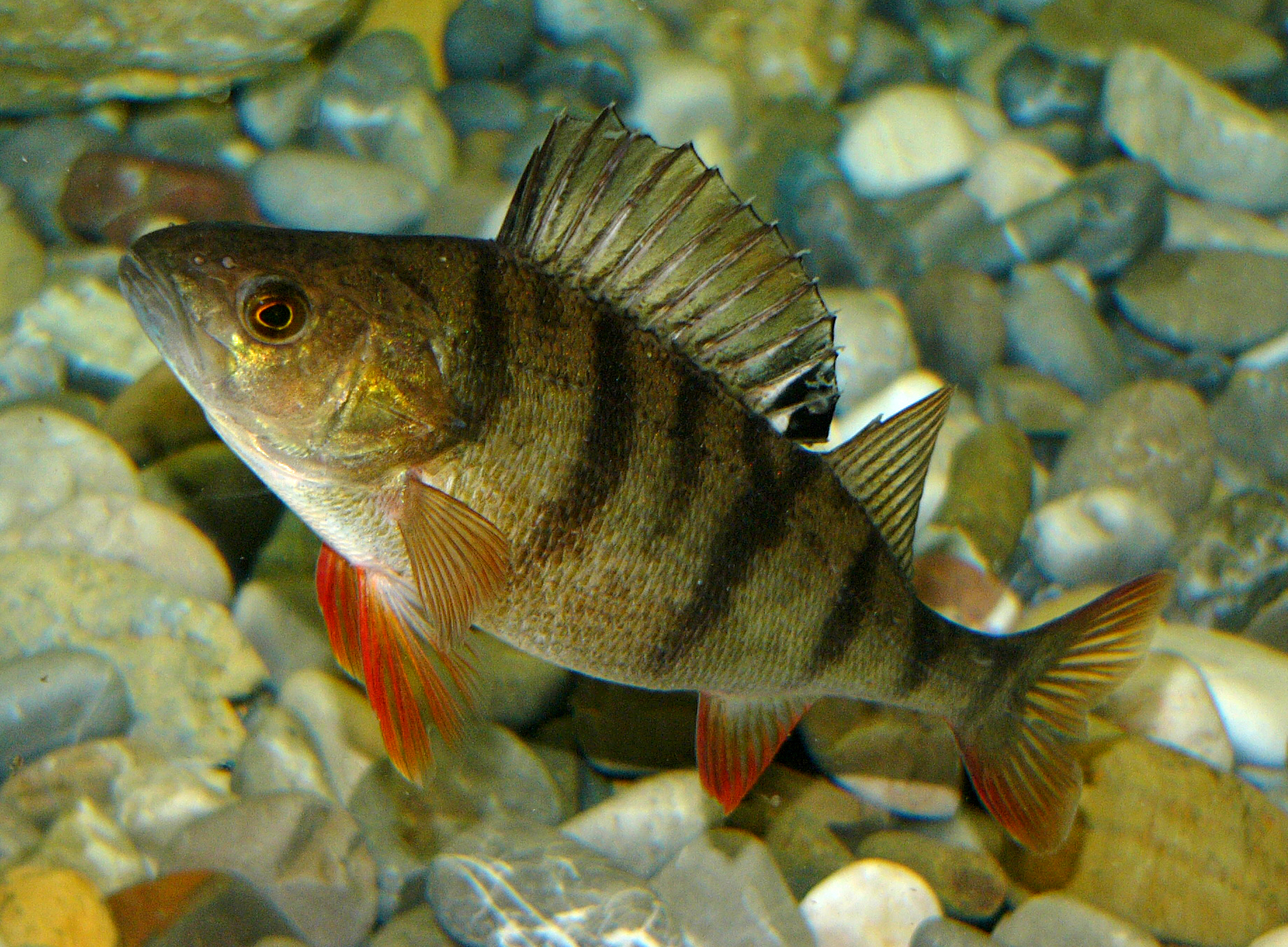 Der Flussbarsch wird aufgrund seiner hübschen Streifen auch Tiger des Wassers genannt. Nicht nur für ihm verschafft das Projekt BAGGERSEE einen besseren Lebensraum in Baggerseen.