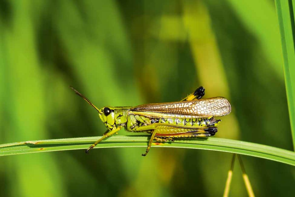 Eine von zirka 800 Arten, die in Europa vorkommt – und sicherlich nicht die hässlichste.