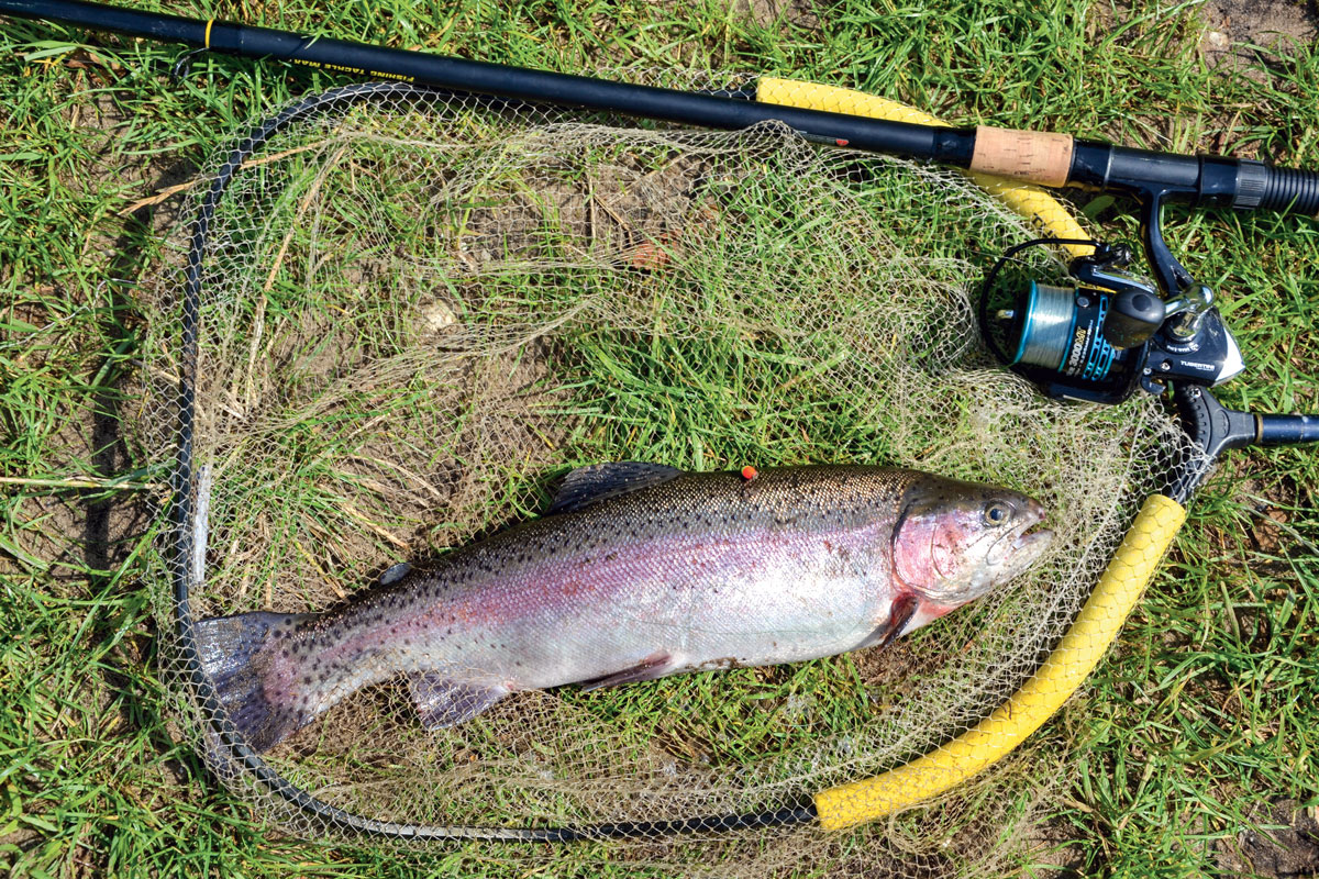 Schätz doch mal – wie schwer ist diese Forelle? Aus in dieser Ausgabe von ANGELSEE aktuell winkt dem Gewinner ein toller Preis! Foto: ANGELSEE aktuell