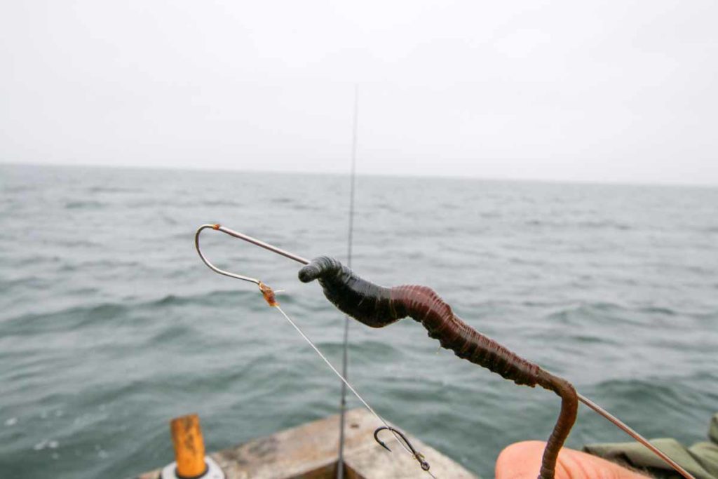 Schritt 2: Ziehen Sie dann den Wurm wie gehabt auf die Mundschnur. Foto: F. Pippardt