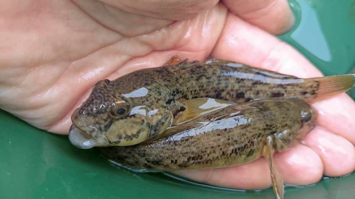 In aller Munde und inzwischen auch in nahezu allen größeren Flüssen angekommen: Die GRUNDEL. Fürs Angeln mit Köderfisch auf Zander ist sie sehr gut geeignet, denn die Zander kennen sie als leichte Beute.