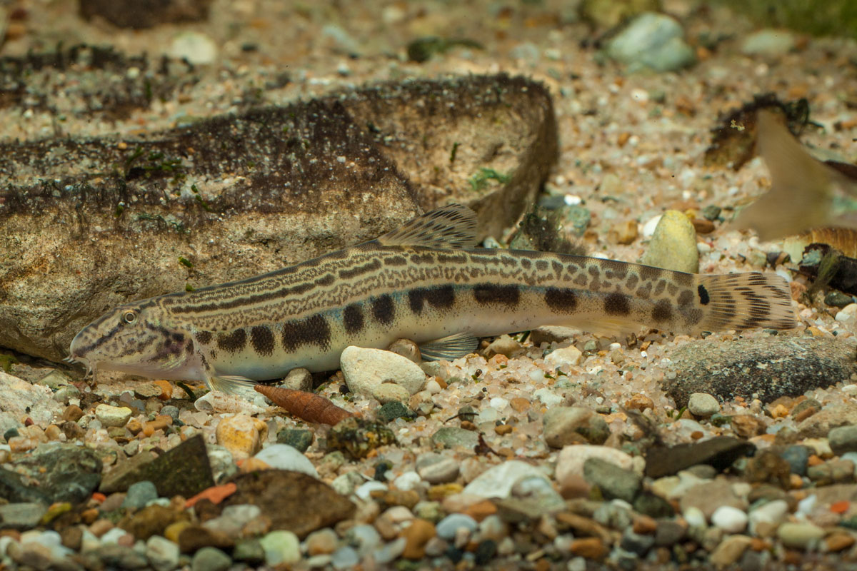 Der wunderschön gezeichnete Donau-Steinbeißer kommt in Niederbayern nur im Further Bach vor. Seine dortige Existenz wird durch die Errichtung eines Wasserkraftwerkes bedroht. Foto: Andreas Hartl / LFV Bayern