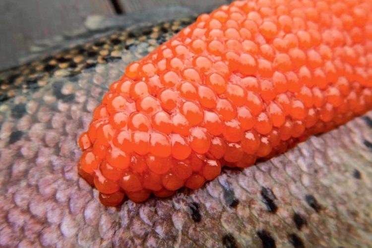 Fischeier von Forellen für Forellen: Rogen ist einer der besten Winterköder am Angelsee. Foto: F. Schlichting