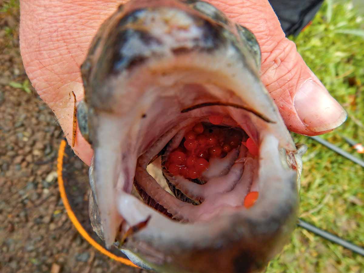 Forellen lieben ihre eigenen Eier – hier der Beweis! Der Forellenrogen sitzt tief im Schlund. Foto: F. Schlichting