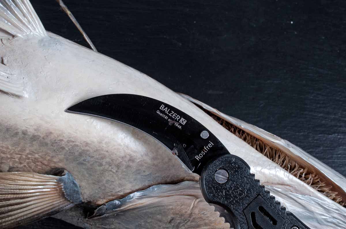 Ein Ausweidemesser sollte man immer mit an Bord haben, um Fische schnell ausnehmen zu können. Foto: R. Korn