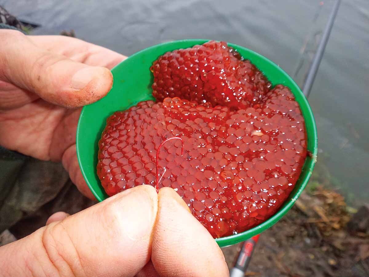 Roter Reiz: Rogen ist vor allem in den kalten Wintermonaten ein Top-Köder - auch für das Forellenangeln mit der Bolorute. Foto: J. Radtke