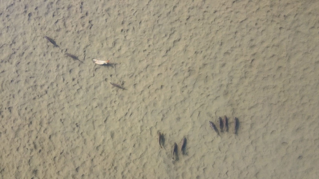 Die Flachzonen sowie Naturschutzgebiete sind bis Mitte Juni voll Fisch. Durch große Schmelzwasserflüsse der umliegenden Berge führt der Fluss oft lang kaltes und braunes Wasser, dem die Karpfen aus dem Weg gehen.