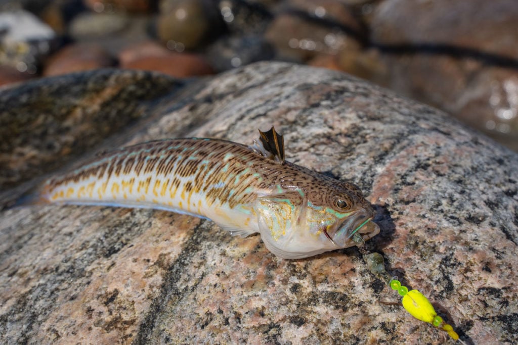 Aufgrund seiner fiesen Giftstacheln ist das Petermännchen sehr gefährlich. Es gehört mit zu den giftigsten Fische Europas. Foto: J. Radtke