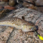 Aufgrund seiner fiesen Giftstacheln ist das Petermännchen sehr gefährlich. Es gehört mit zu den gefährlichsten Gifttieren Europas. Foto: J. Radtke