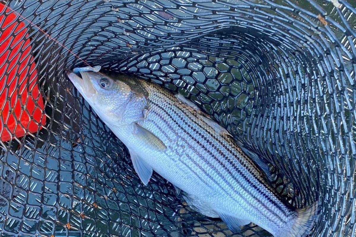 Außergewöhnlich: Ein Angler fing im Januar einen Streifenbarsch in den Niederlanden. Diese Art kommt eigentlich an der Ostküste der USA vor. Foto: M. Peterson