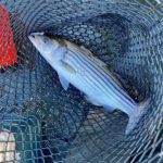 Außergewöhnlich: Ein Angler fing im Januar einen Streifenbarsch in den Niederlanden. Diese Art kommt eigentlich an der Ostküste der USA vor. Foto: M. Peterson