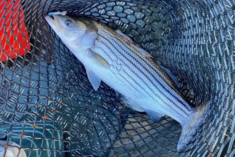 Außergewöhnlich: Ein Angler fing im Januar einen Streifenbarsch in den Niederlanden. Diese Art kommt eigentlich an der Ostküste der USA vor. Foto: M. Peterson