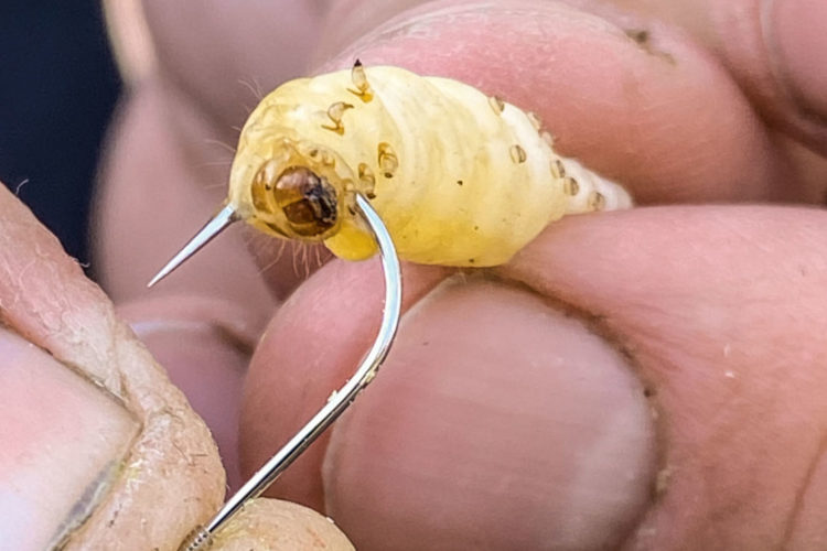 Die erste Bienenmade wird hinter dem Kopf durchstochen. Lasse Ahrens, der uns diese Anköderung demonstrierte, dreht die Made einmal und fädelt sie erst dann vom Kopf her komplett auf den Haken. Das gibt mehr Halt.