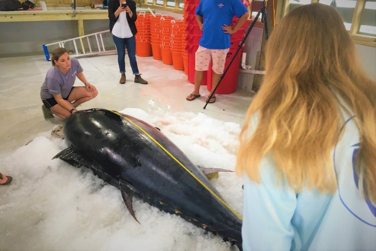 Mit fast 400 Kilogramm bricht der Thunfisch alle Rekorde. Foto: Center for Sportfish Science and Conservation