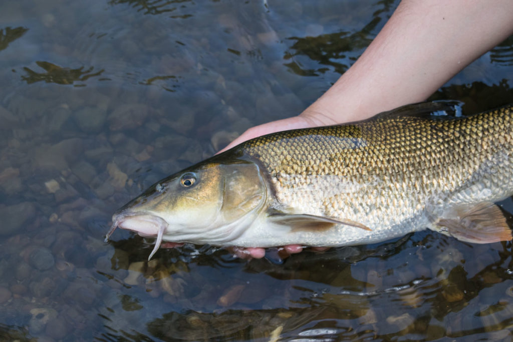 „Catch and Release entzweit zunehmend die Anglerschaft.“