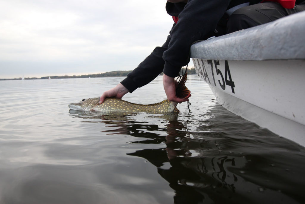 Catch & Release ist in Deutschland verboten, doch viele Angler scheinen damit unzufrieden zu sein.